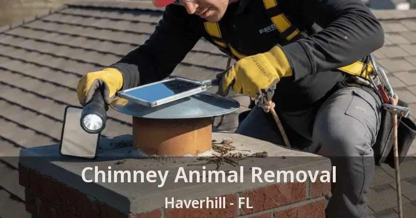 Chimney Animal Removal Haverhill - FL Chimney Animal Removal Haverhill - FL